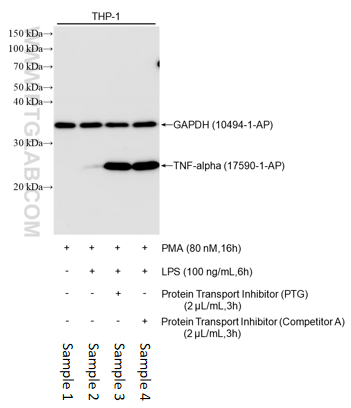 WB result of TNF-alpha antibody (17590-1-AP, 1:2000) with loading-control GAPDH antibody (10494-1-AP, 1:200000) incubated at room temperature for 1.5 hours.
Sample 1: THP-1 cells were treated with 80 nM PMA overnight.
Sample 2: THP-1 cells were treated with 80 nM PMA overnight, replaced the culture medium with 100 ng/mL LPS for 6 hours.
Sample 3: THP-1 cells were treated with 80 nM PMA overnight, replaced the culture medium with 100 ng/mL LPS for 6 hours with addition of 2 uL/mL Protein Transport Inhibitor (PTG) for the last 3 hours.
Sample 4: THP-1 cells were treated with 80 nM PMA overnight, replaced the culture medium with 100 ng/mL LPS for 6 hours with addition of 2 uL/mL Protein Transport Inhibitor (Competitor A) for the last 3 hours. WB result of TNF-alpha antibody (17590-1-AP, 1:2000) with loading-control GAPDH antibody (10494-1-AP, 1:200000) incubated at room temperature for 1.5 hours.
Sample 1: THP-1 cells were treated with 80 nM PMA overnight.
Sample 2: THP-1 cells were treated with 80 nM PMA overnight, replaced the culture medium with 100 ng/mL LPS for 6 hours.
Sample 3: THP-1 cells were treated with 80 nM PMA overnight, replaced the culture medium with 100 ng/mL LPS for 6 hours with addition of 2 uL/mL Protein Transport Inhibitor (PTG) for the last 3 hours.
Sample 4: THP-1 cells were treated with 80 nM PMA overnight, replaced the culture medium with 100 ng/mL LPS for 6 hours with addition of 2 uL/mL Protein Transport Inhibitor (Competitor A) for the last 3 hours.