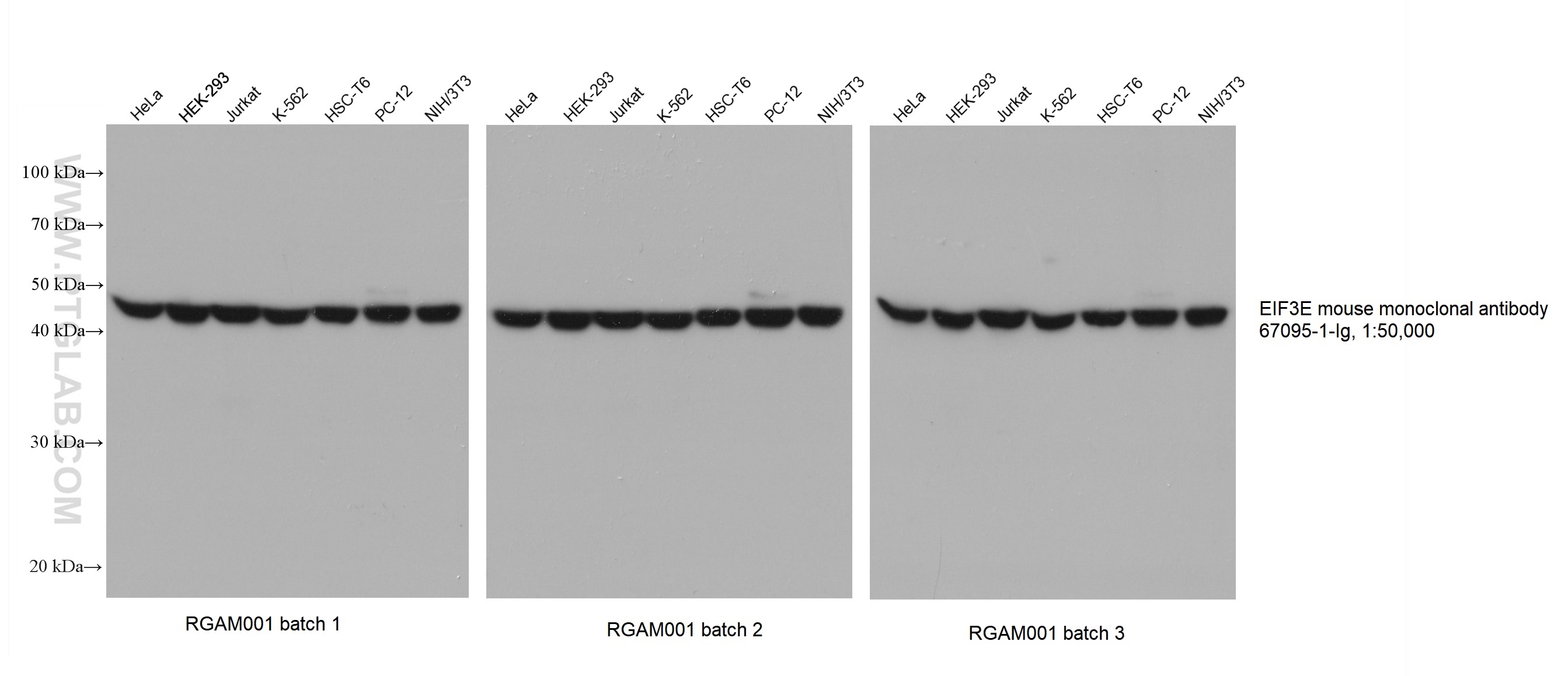 Various lysates were subjected to SDS-PAGE followed by western blot with EIF3E mouse monoclonal antibody (67095-1-Ig) at dilution of 1:50000. Three batches of Multi-rAb HRP-Goat Anti-Mouse Recombinant Secondary Antibody (H+L) (RGAM001) were used at 1:5000 for detection. 	