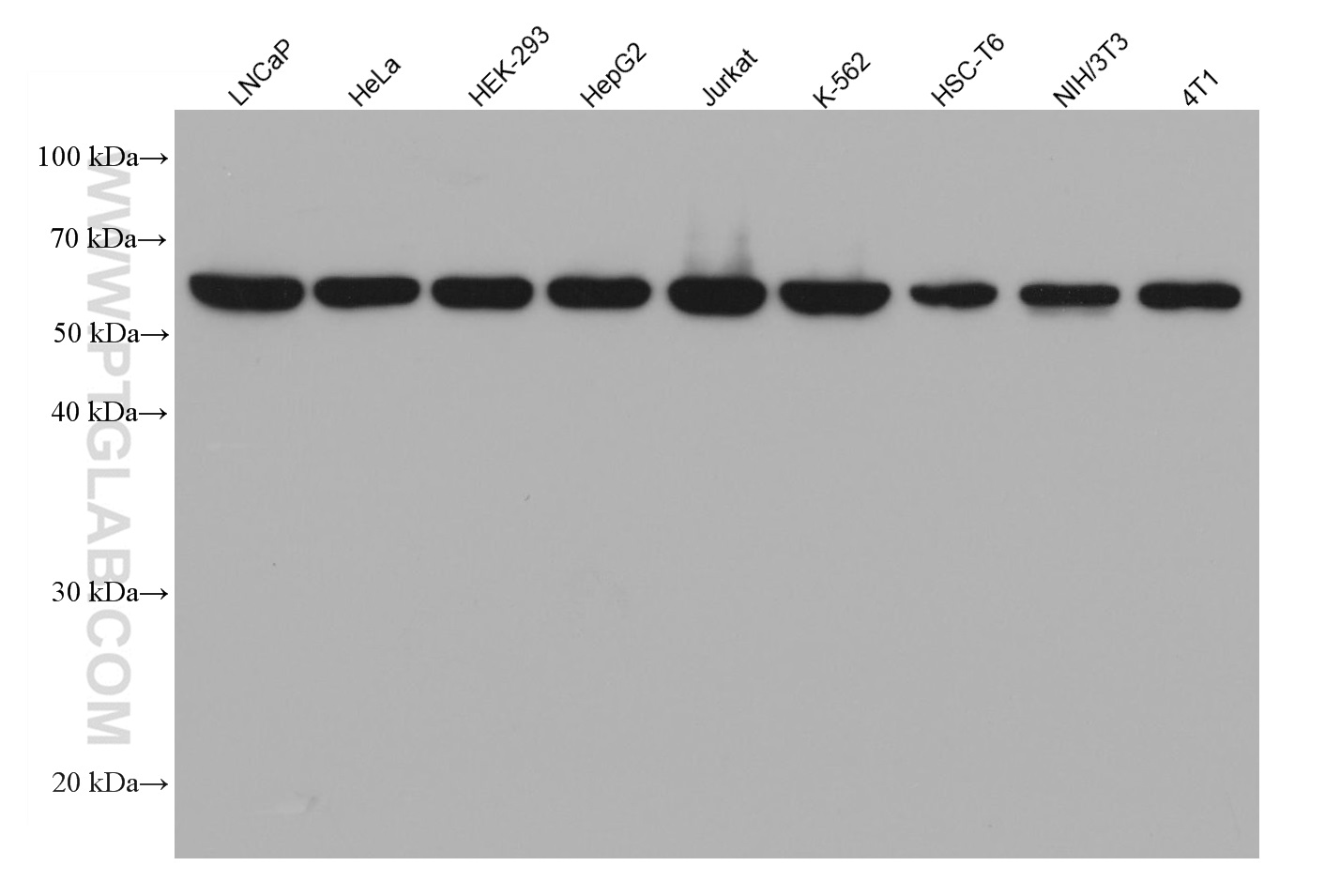 Various lysates were subjected to SDS-PAGE followed by western blot with U2AF2 mouse monoclonal antibody (68166-1-Ig) at 1:20000.  Multi-rAb HRP-Goat Anti-Mouse Recombinant Secondary Antibody (H+L) RGAM001 were used at 1:5000 for detection.