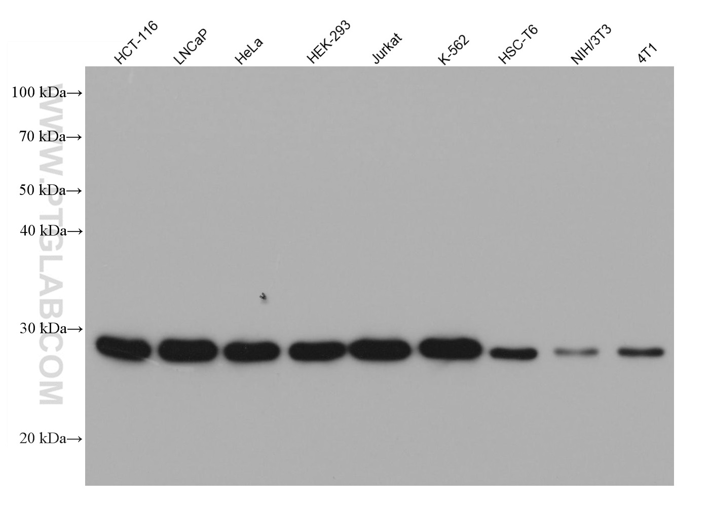 Various lysates were subjected to SDS-PAGE followed by western blot with CACYBP mouse monoclonal antibody (68161-1-Ig) at 1:20000.  Multi-rAb HRP-Goat Anti-Mouse Recombinant Secondary Antibody (H+L) RGAM001 were used at 1:5000 for detection. 