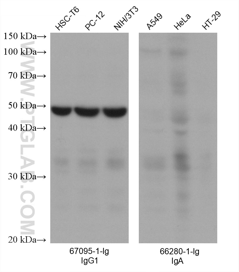 Various lysates were subjected to SDS-PAGE followed by western blot with EIF3E mouse monoclonal antibody (67095-1-Ig, mouse IgG1 subclass, left panel) and Gelsolin mouse monoclonal antibody (66280-1-Ig, mouse IgA class, right panel). Multi-rAb™ HRP-Goat Anti-Mouse IgG1-Specific Recombinant Secondary Antibody was used at 1:5000 for detection. The result shows that the secondary does not react with mouse IgA.