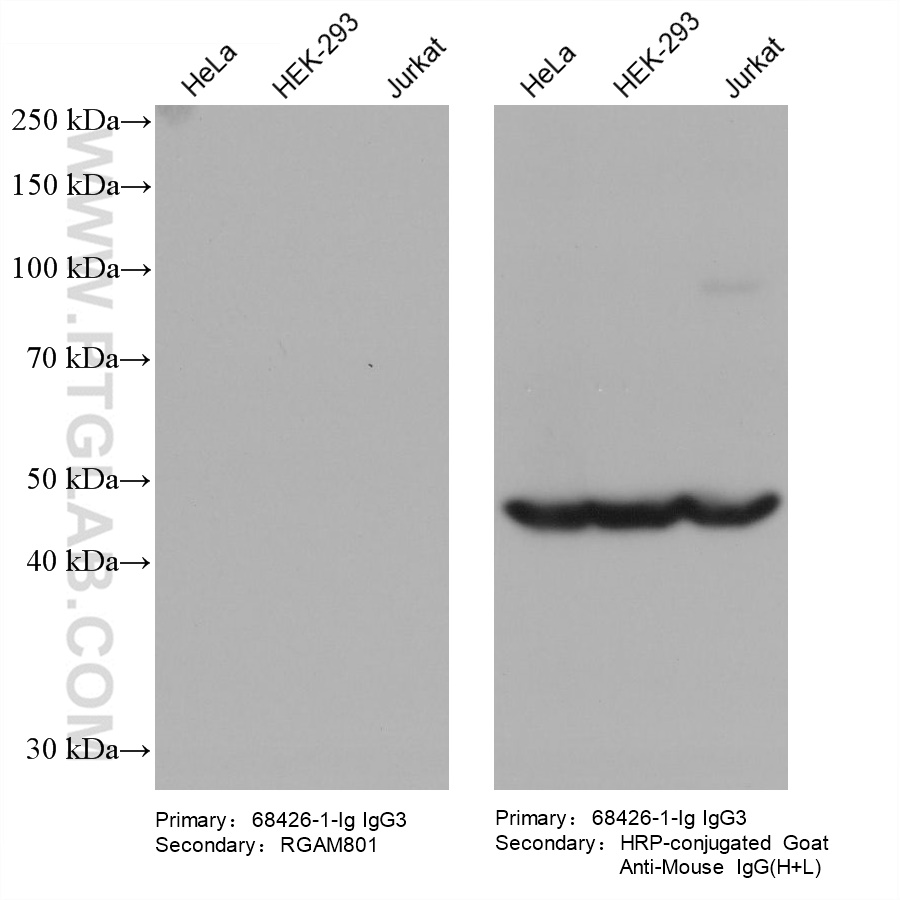 Various lysates were subjected to SDS-PAGE followed by western blot with ZNF174 mouse monoclonal antibody (68426-1-Ig, IgG3).  HRP-Goat Anti-Mouse IgA-Specific Recombinant Secondary Antibody (RGAM801) and Multi-rAb HRP-Goat Anti-Mouse IgG (H+L) Recombinant Secondary Antibody (RGAM001) were used at 1: 5000 for detection.  The result shows that RGAM801 does not react with mouse IgG3.