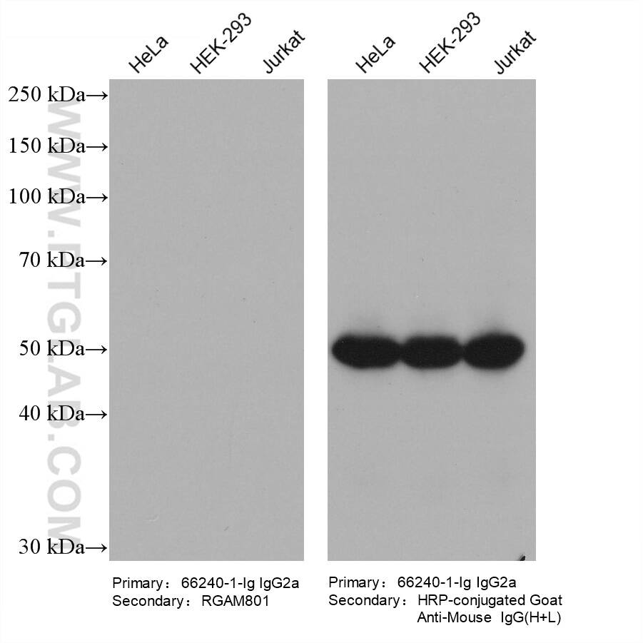 Various lysates were subjected to SDS-PAGE followed by western blot with Beta-Tubulin mouse monoclonal antibody (66240-1-Ig, IgG2a).  HRP-Goat Anti-Mouse IgA-Specific Recombinant Secondary Antibody (RGAM801) and Multi-rAb HRP-Goat Anti-Mouse IgG (H+L) Recombinant Secondary Antibody (RGAM001) were used at 1: 5000 for detection.  The result shows that RGAM801 does not react with mouse IgG2a.