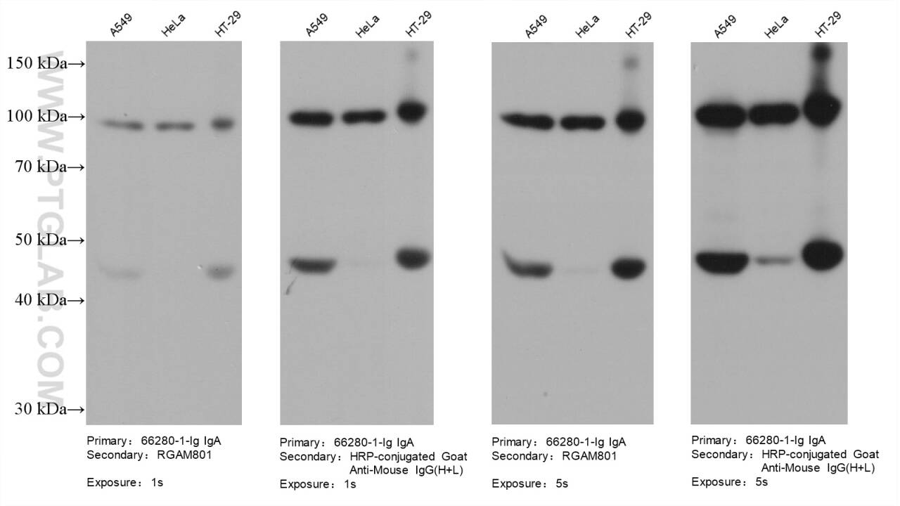 Various lysates were subjected to SDS-PAGE followed by western blot with Gelsolin mouse monoclonal antibody (66280-1-Ig, IgA).  HRP-Goat Anti-Mouse IgA-Specific Recombinant Secondary Antibody (RGAM801) and Multi-rAb HRP-Goat Anti-Mouse IgG (H+L) Recombinant Secondary Antibody (RGAM001) were used at 1: 5000 for detection.  Note that a higher signal is obtained using RGAM001 as it recognizes multiple epitopes.