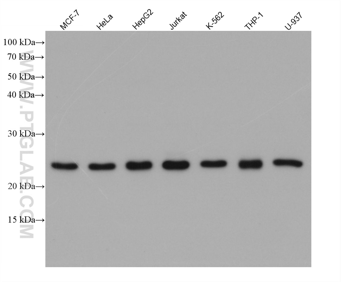 Various lysates were subjected to SDS-PAGE followed by western blot with rabbit anti-PSMB1 polyclonal antibody (11749-1-AP) at dilution of 1:10000. Multi-rAb HRP-Goat Anti-Rabbit Recombinant Secondary Antibody (H+L) (RGAR001) was used at 1:5000 for detection.