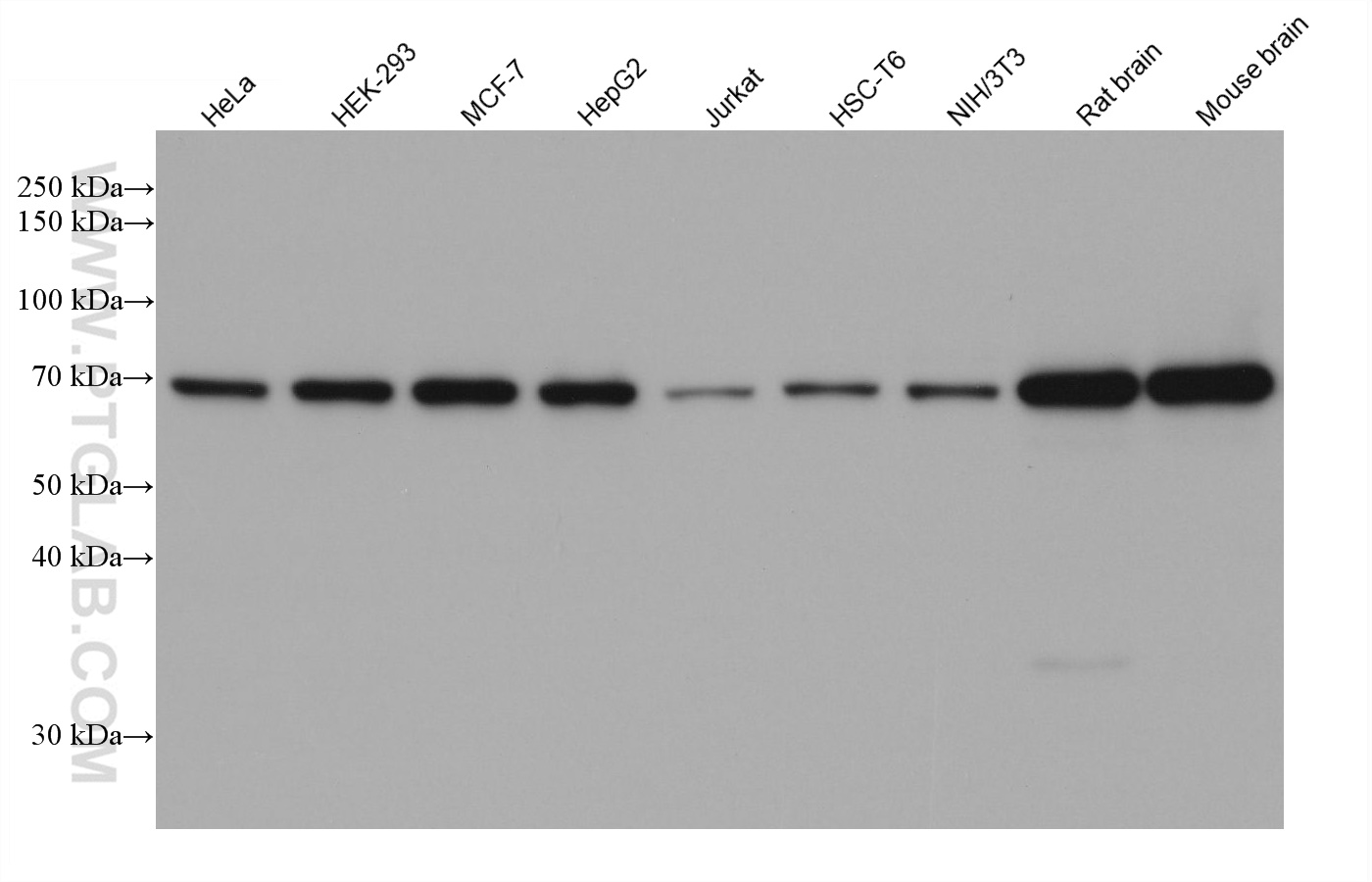  Various lysates were subjected to SDS-PAGE followed by western blot with rabbit anti-TOM70 polyclonal antibody (14528-1-AP) at dilution of 1:10000. Multi-rAb HRP-Goat Anti-Rabbit Recombinant Secondary Antibody (H+L) (RGAR001) was used at 1:5000 for detection. 