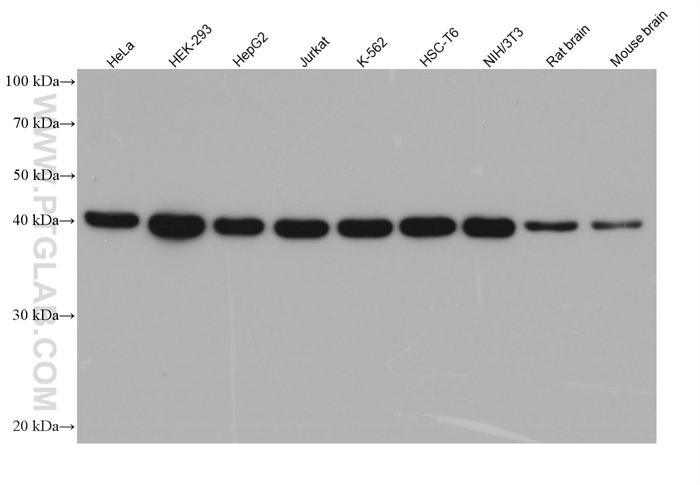 Various lysates were subjected to SDS-PAGE followed by western blot with rabbit anti-TDP43 recombinant antibody (80001-1-RR) at dilution of 1:20000. Multi-rAb HRP-Goat Anti-Rabbit Recombinant Secondary Antibody (H+L) (RGAR001) was used at 1:5000 for detection.