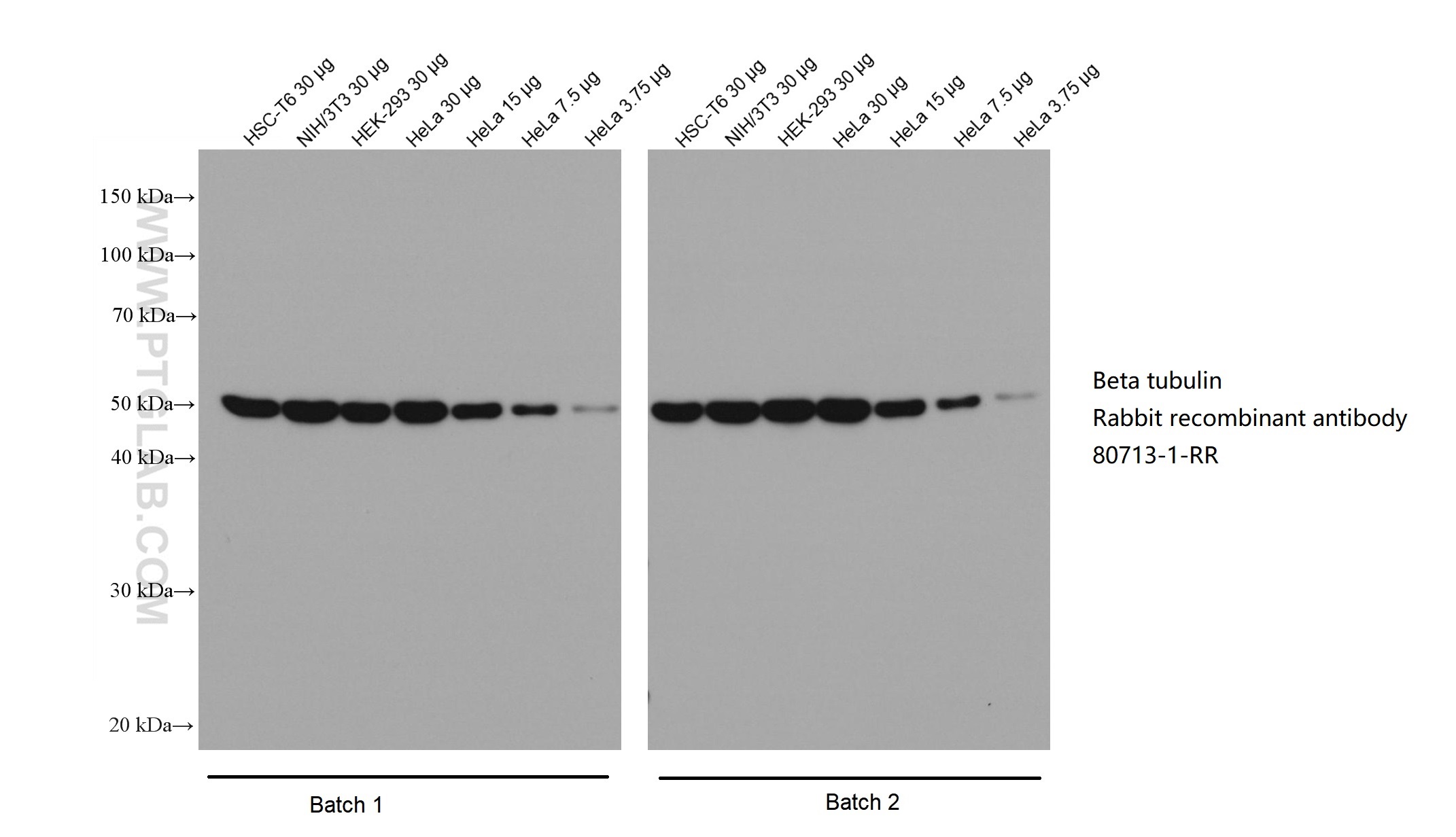 Various lysates were subjected to SDS-PAGE followed by western blot with Beta tubulin rabbit recombinant antibody (80713-1-RR) at dilution of 1:20000. Two batches of Multi-rAb HRP-Goat Anti-Rabbit Recombinant Secondary Antibody (H+L) (RGAR001) were used at 1:5000 for detection. 