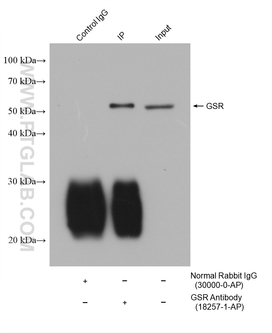 IP-WB detection with RGAR401. Lysate: Hela cells; IP Primary: GSR, 18257-1-AP; IP Control: Rabbit IgG, 30000-1-AP; SDS-PAGE loading amount: 20% of IP elution and 30 μg total protein for input; WB Primary: GSR, 18257-1-AP, 1:60000; WB secondary: RGAR401, 1:10000. IP-WB detection with RGAR401. Lysate: Hela cells; IP Primary: GSR, 18257-1-AP; IP Control: Rabbit IgG, 30000-1-AP; SDS-PAGE loading amount: 20% of IP elution and 30 μg total protein for input; WB Primary: GSR, 18257-1-AP, 1:60000; WB secondary: RGAR401, 1:10000.