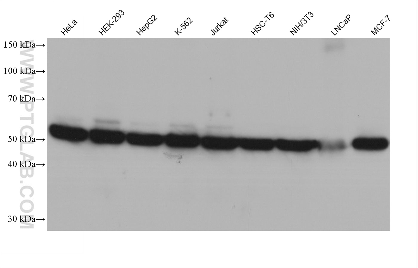 Western blot detection using RGAR401. Various lysates were subjected to SDS PAGE followed by western blot with 80713-1-RR (Beta Tubulin antibody) at dilution of 1:20000.
HRP-Goat Anti-Rabbit IgG Light Chain Specific Recombinant Secondary Antibody #RGAR401 was used at 1:10000 for detection. Western blot detection using RGAR401. Various lysates were subjected to SDS PAGE followed by western blot with 80713-1-RR (Beta Tubulin antibody) at dilution of 1:20000.
HRP-Goat Anti-Rabbit IgG Light Chain Specific Recombinant Secondary Antibody #RGAR401 was used at 1:10000 for detection.