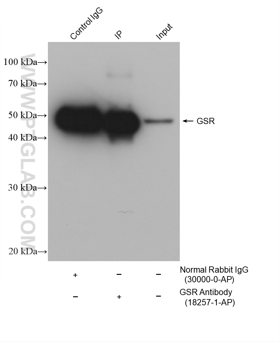 IP-WB detection with RGAR501. Lysate: Hela cells; IP Primary: GSR, 18257-1-AP; IP Control: Rabbit IgG, 30000-1-AP; SDS-PAGE loading amount: 20% of IP elution and 30 μg total protein for input; WB Primary: GSR, 18257-1-AP, 1:60000; WB secondary: RGAR501, 1:10000. IP-WB detection with RGAR501. Lysate: Hela cells; IP Primary: GSR, 18257-1-AP; IP Control: Rabbit IgG, 30000-1-AP; SDS-PAGE loading amount: 20% of IP elution and 30 μg total protein for input; WB Primary: GSR, 18257-1-AP, 1:60000; WB secondary: RGAR501, 1:10000.