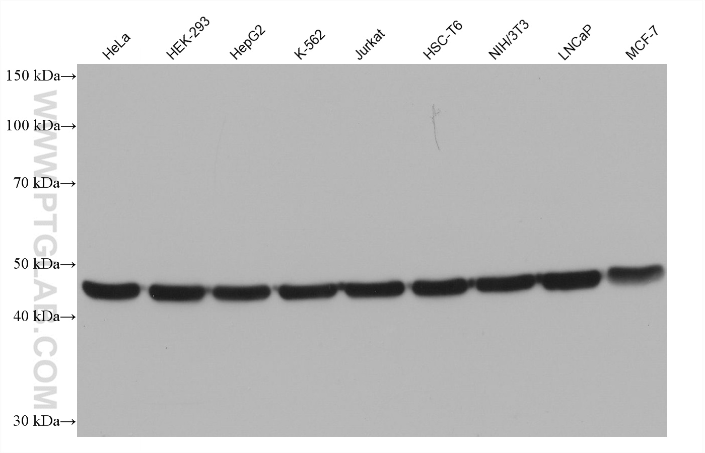 Western blot detection using RGAR501. Various lysates were subjected to SDS PAGE followed by western blot with 80713-1-RR (Beta Tubulin antibody) at dilution of 1:20000.
HRP-Goat Anti-Rabbit IgG Heavy Chain Specific Recombinant Secondary Antibody #RGA501 was used at 1:20000 for detection. Western blot detection using RGAR501. Various lysates were subjected to SDS PAGE followed by western blot with 80713-1-RR (Beta Tubulin antibody) at dilution of 1:20000.
HRP-Goat Anti-Rabbit IgG Heavy Chain Specific Recombinant Secondary Antibody #RGA501 was used at 1:20000 for detection.