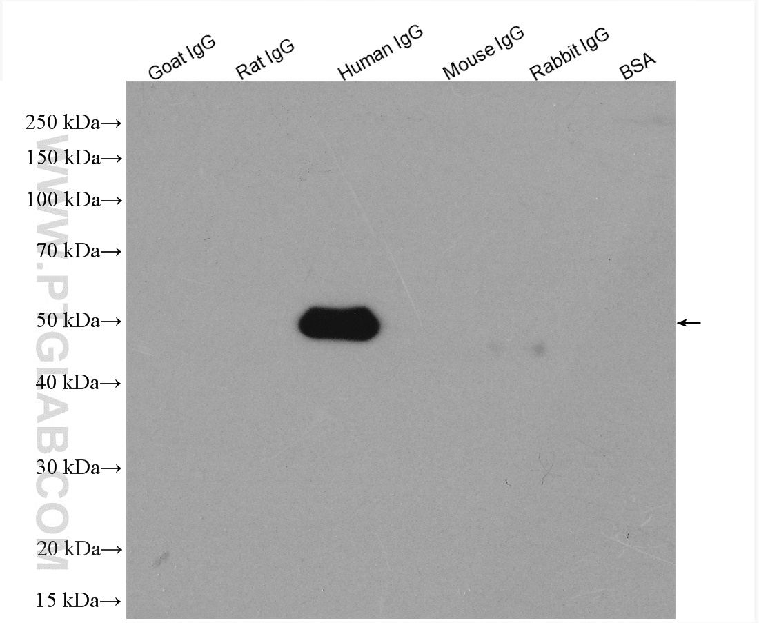 IgG proteins of various species were subjected to SDS PAGE followed by western blot with SA00001-17 (HRP-conjugated Goat Anti-Human IgG(H+L) at dilution of 1:6000 incubated at room temperature for 1.5 hours.
