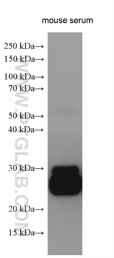 Mouse serum lysates were subjected to SDS PAGE followed by western blot with SA00001-19 (mouse IgG Kappa Light Chain antibody) at dilution of 1:10000 incubated at room temperature for 1.5 hours.