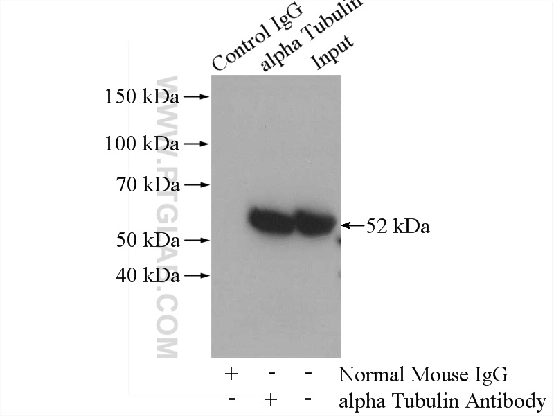 IP Result of anti-alpha Tubulin (IP: 66031-1-Ig, 5ug; Detection:11224-1-AP 1:1000) with HeLa cells lysate 2800ug. SA00001-2 (HRP-conjugated Affinipure Goat Anti-Rabbit IgG(H+L) ) as the secondary antibody.