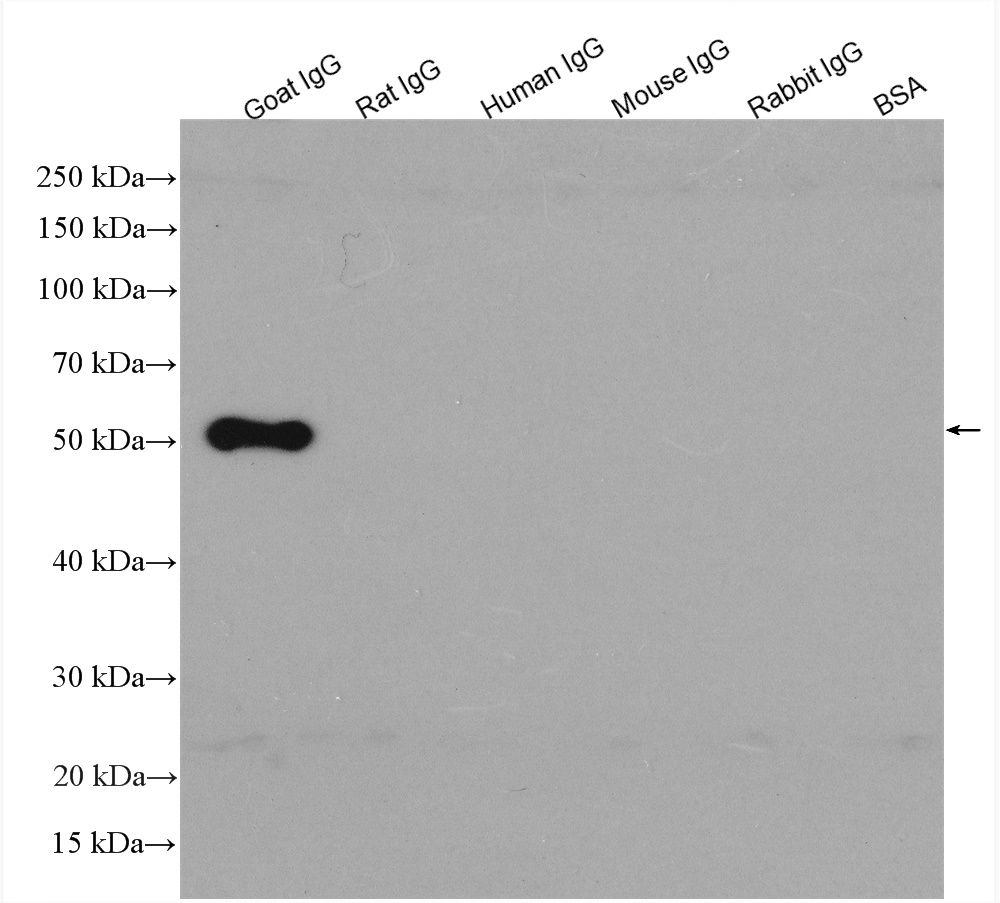 IgG proteins of various species were subjected to SDS PAGE followed by western blot with SA00001-3 (HRP-conjugated Donkey Anti-Goat IgG(H+L) at dilution of 1:3000 incubated at room temperature for 1.5 hours.