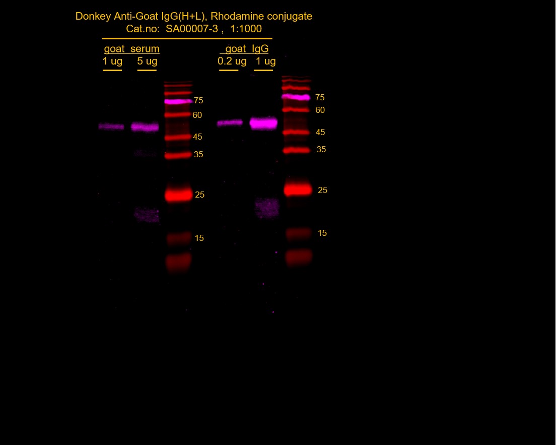 Goat serum or IgG lysates were subjected to SDS PAGE followed by western blot with SA00007-3 (Rhodamine (TRITC)–conjugated Donkey Anti-Goat IgG(H+L) at dilution of 1:1000 incubated at room temperature for 1.5 hours.