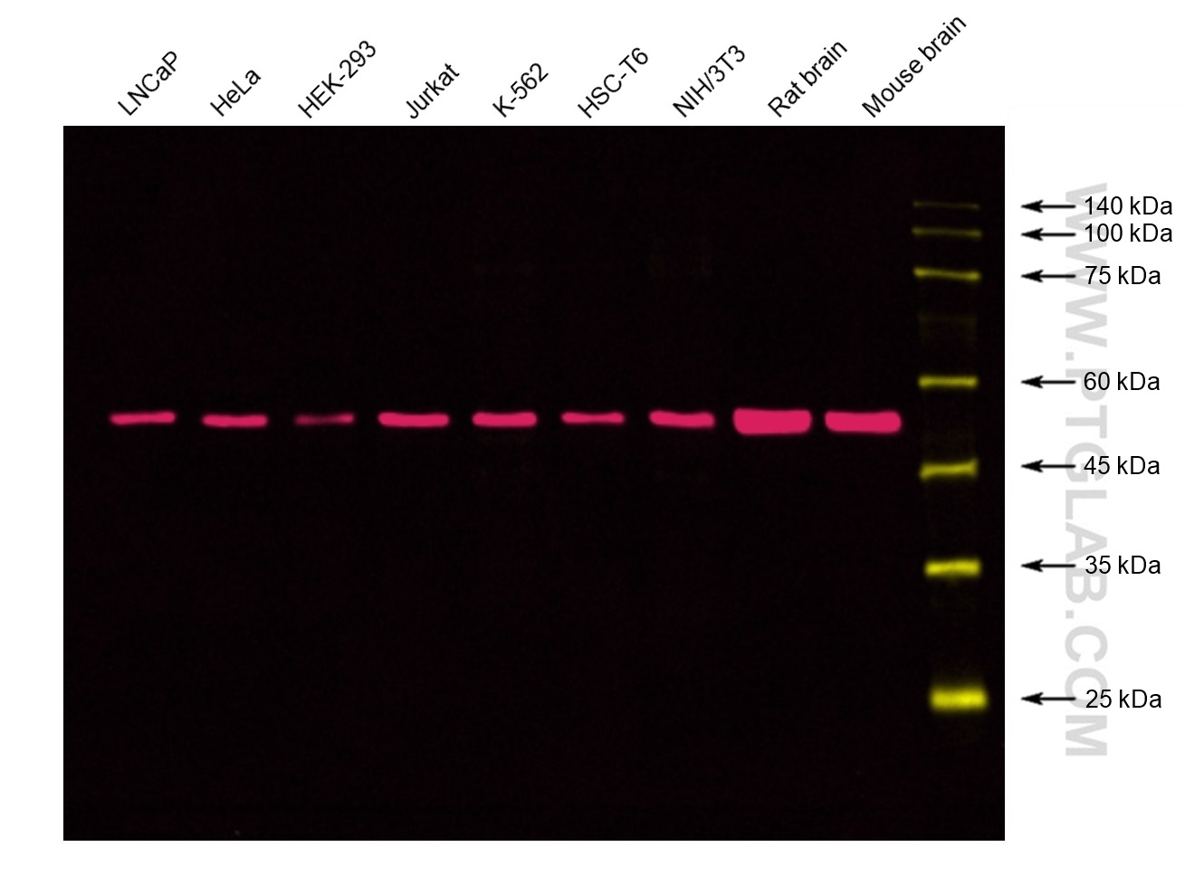 Various lysates were subjected to SDS PAGE followed by western blot with 80713-1-RR (Beta Tubulin rabbit recombinant antibody) at dilution of 1:10000 incubated at room temperature for 1.5 hours.  SA00015-1 CoraLite Plus 750-conjugated Goat anti-rabbit IgG(H+L) was used at 1:10000 as secondary antibody. Signal was captured by Thermo Fisher iBright imaging system.