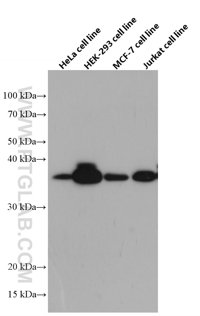 WB analysis of HeLa using 66585-1-Ig (same clone as 66585-1-PBS)