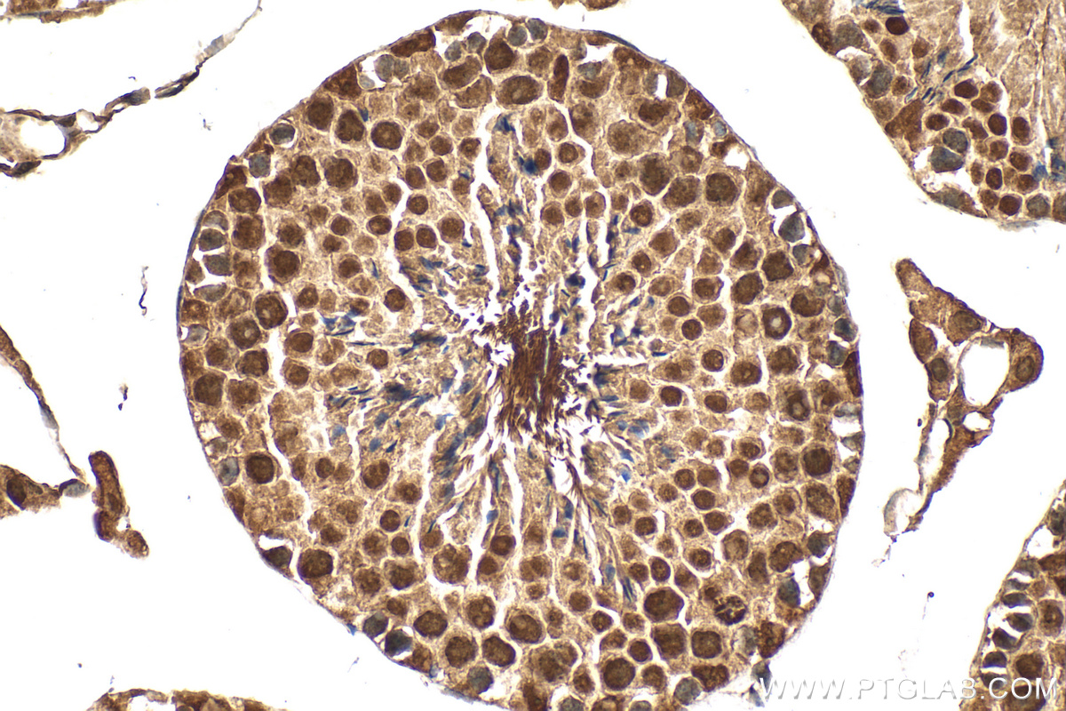 IHC staining of mouse testis using 32283-1-AP