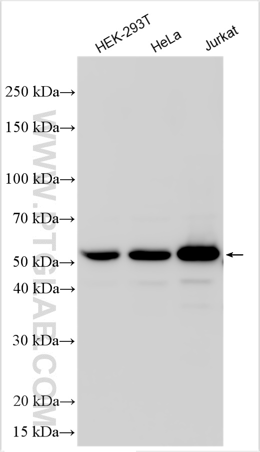 WB analysis using 32283-1-AP