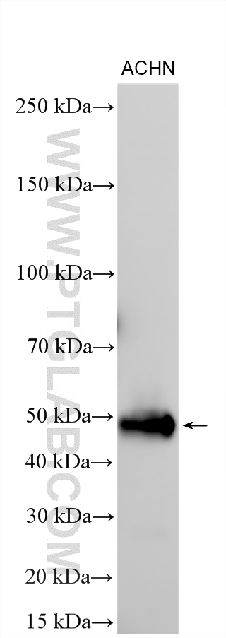 WB analysis using 13796-1-AP