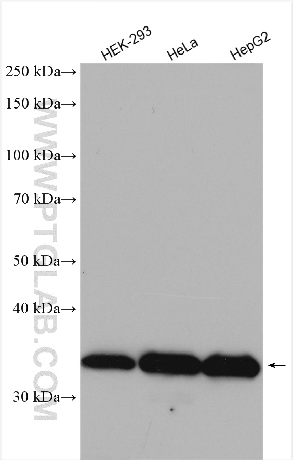 WB analysis using 28192-1-AP