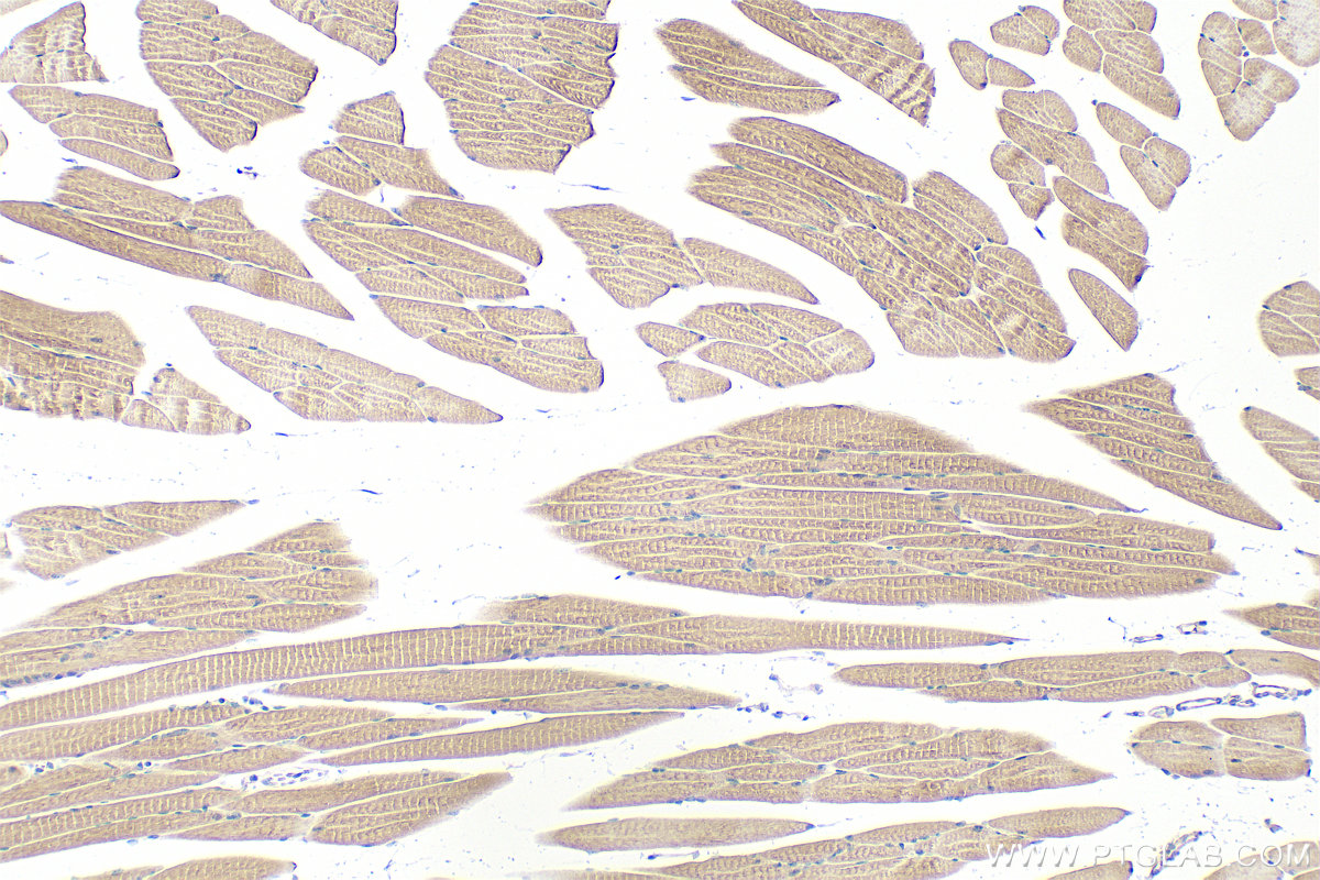 IHC staining of mouse skeletal muscle using 28629-1-AP