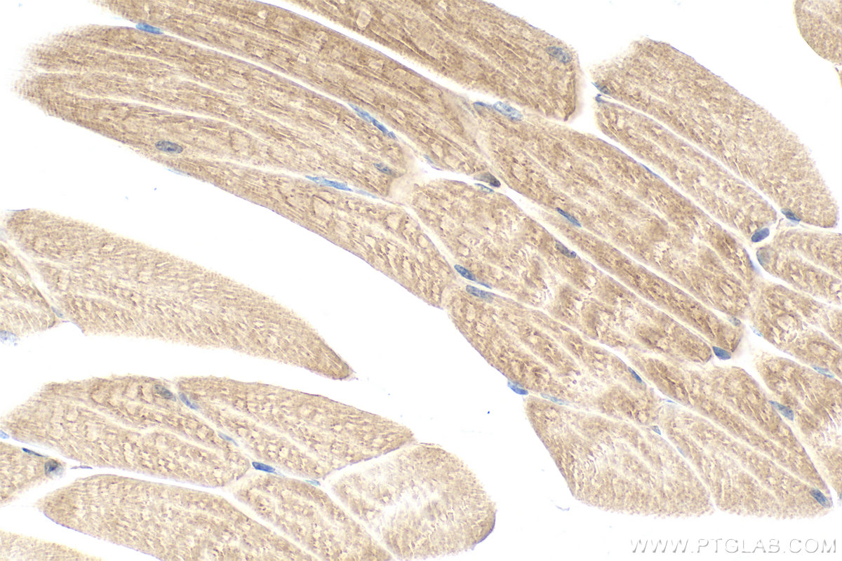 IHC staining of mouse skeletal muscle using 28629-1-AP