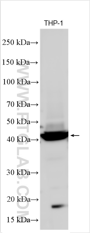 WB analysis using 13960-1-AP