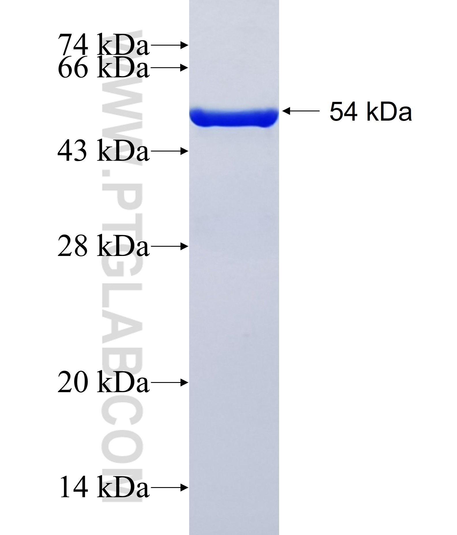 WDHD1 fusion protein Ag38697 SDS-PAGE