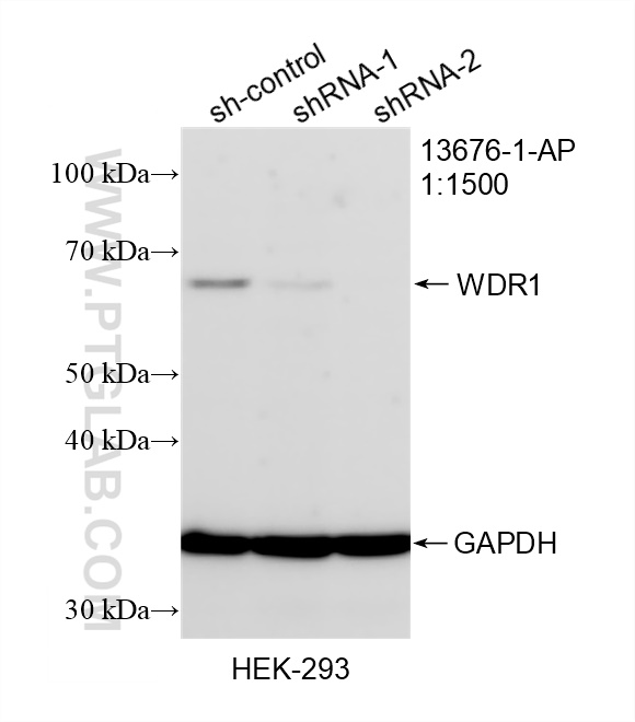 WB analysis of HEK-293 using 13676-1-AP
