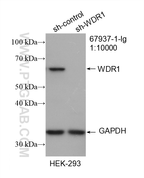 WB analysis of HEK-293 using 67937-1-Ig