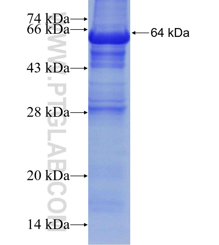 WDR1 fusion protein Ag4670 SDS-PAGE