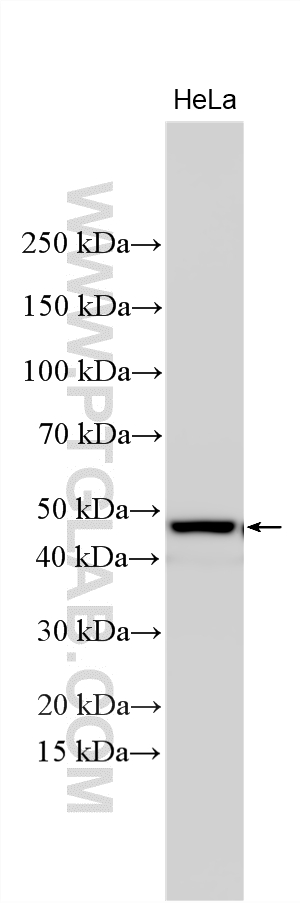 WB analysis using 33831-1-AP