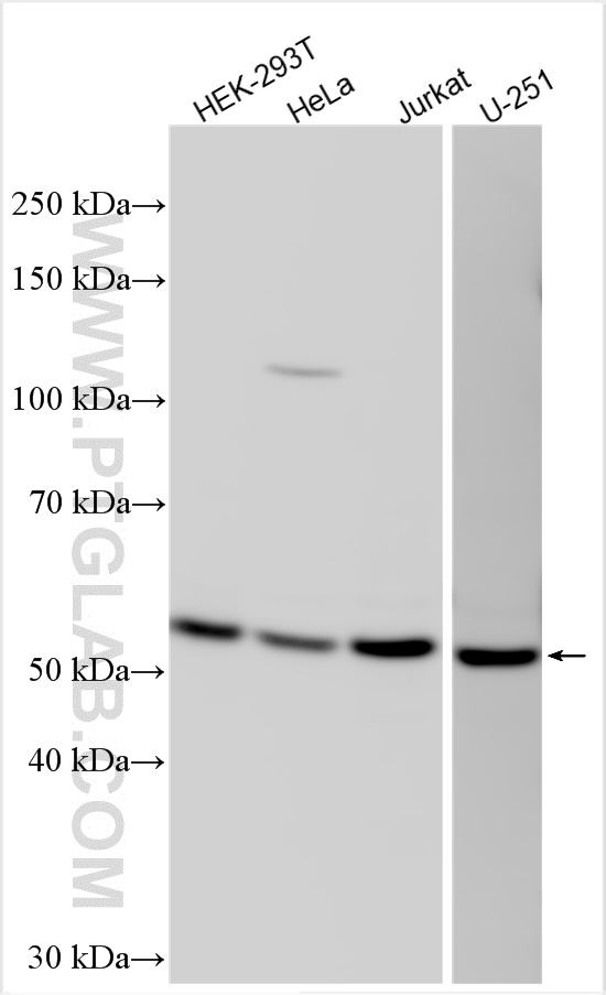 WB analysis using 31440-1-AP