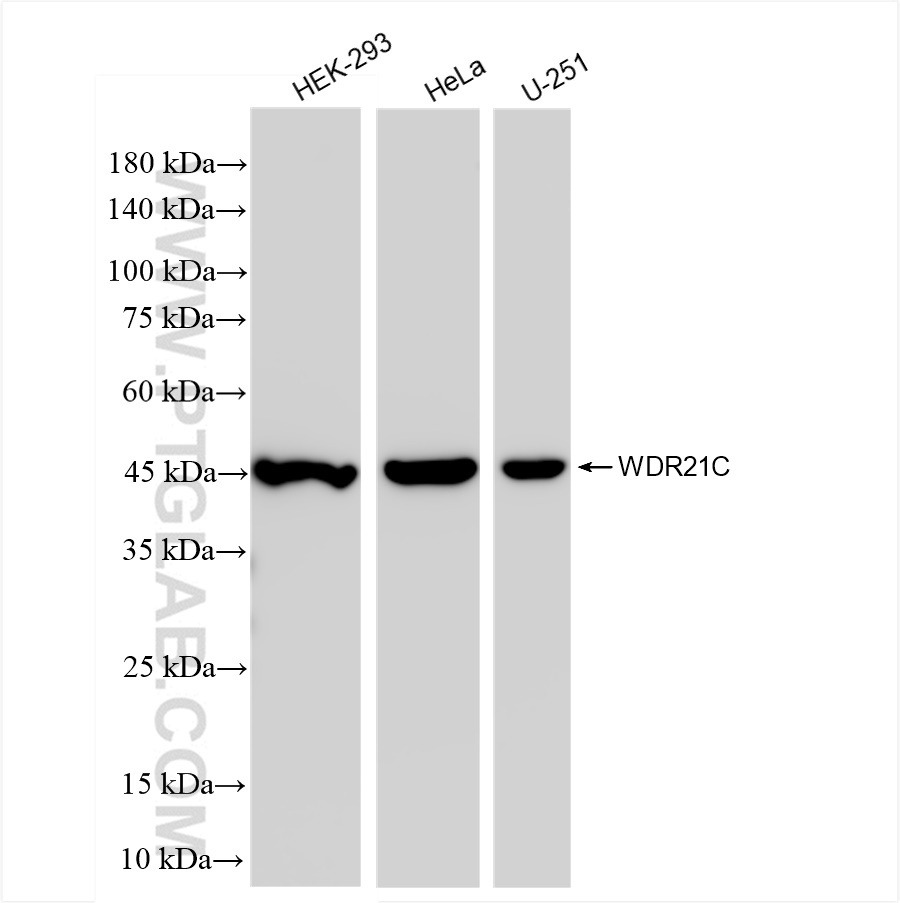 WB analysis using 83802-4-RR