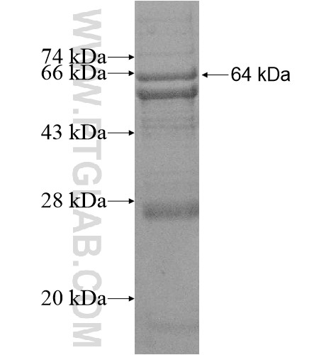 WDR21C fusion protein Ag16098 SDS-PAGE