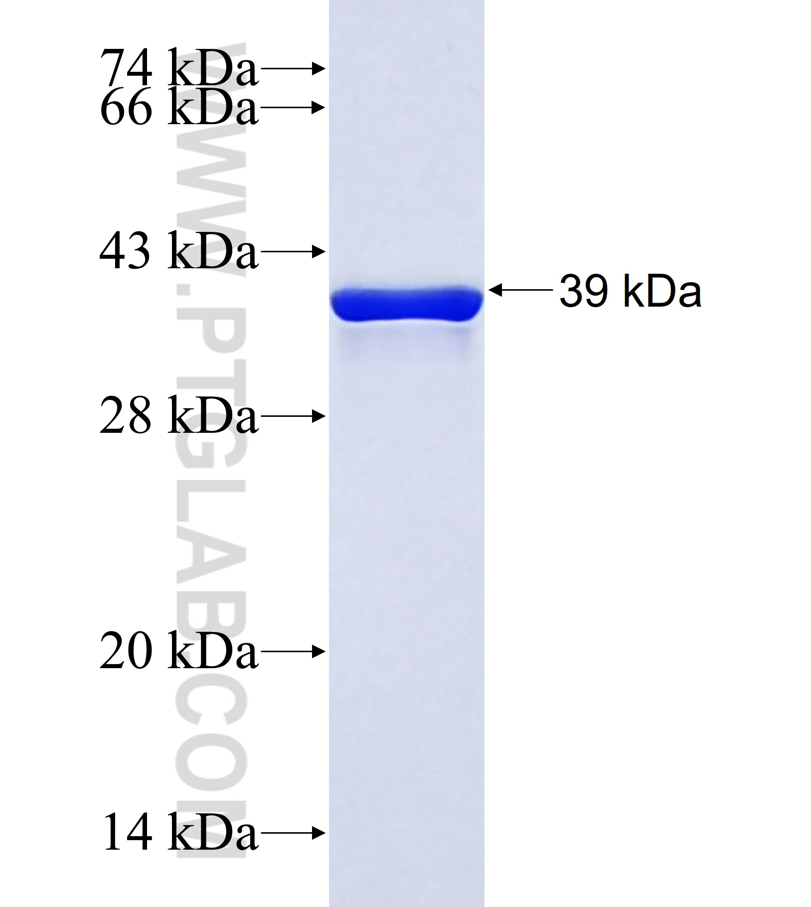 WDR23 fusion protein Ag42019 SDS-PAGE WDR23 fusion protein Ag42019 SDS-PAGE