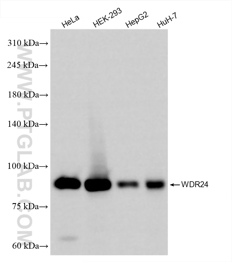 WB analysis using 86464-1-RR WB analysis using 86464-1-RR