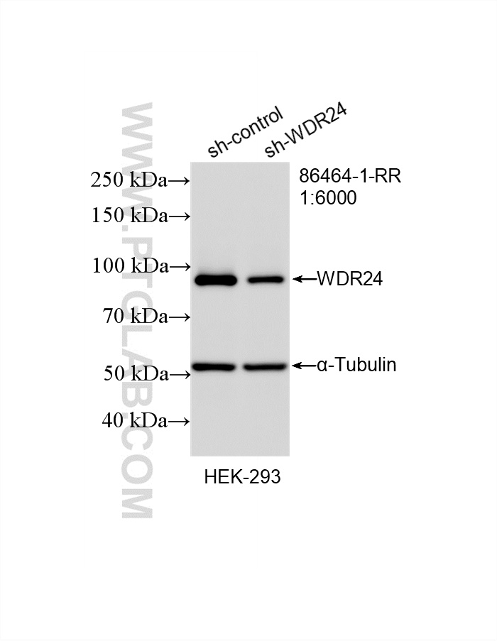 WB analysis of HEK-293 using 86464-1-RR WB analysis of HEK-293 using 86464-1-RR