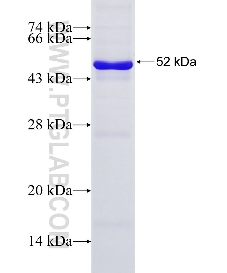 WDR24 fusion protein Ag15639 SDS-PAGE