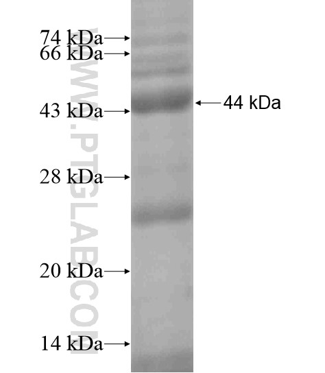 WDR27 fusion protein Ag19139 SDS-PAGE WDR27 fusion protein Ag19139 SDS-PAGE