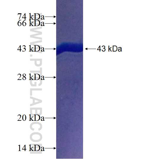 WDR41 fusion protein Ag25275 SDS-PAGE