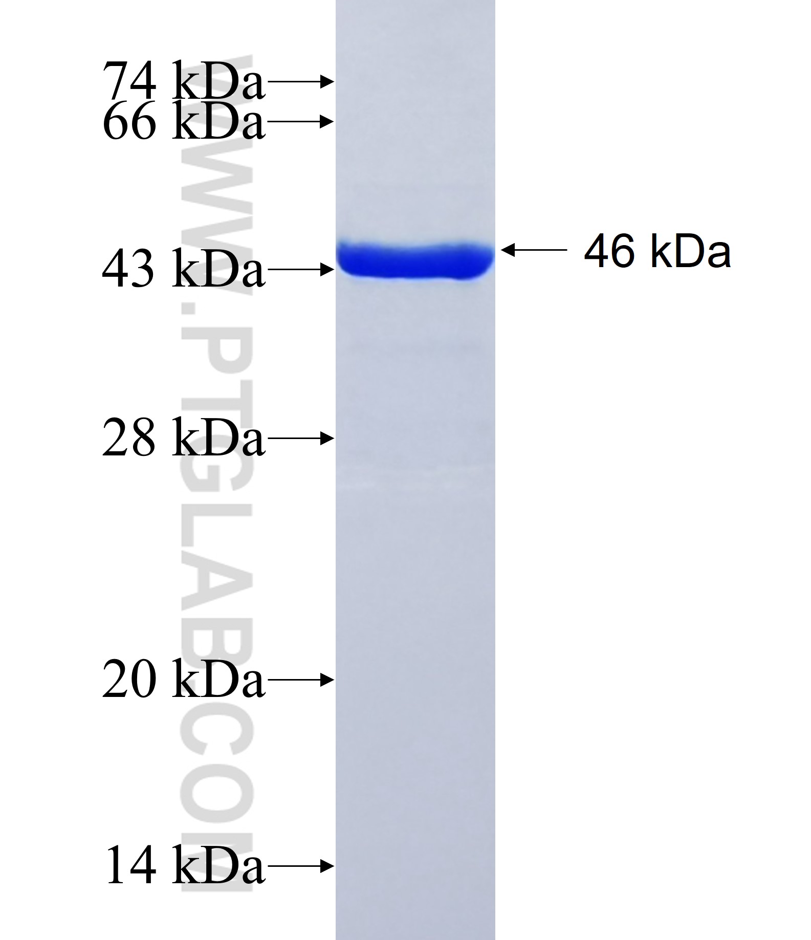 WDR42A fusion protein Ag38765 SDS-PAGE WDR42A fusion protein Ag38765 SDS-PAGE
