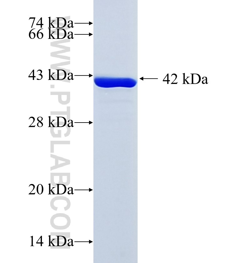 WDR42B fusion protein Ag36115 SDS-PAGE