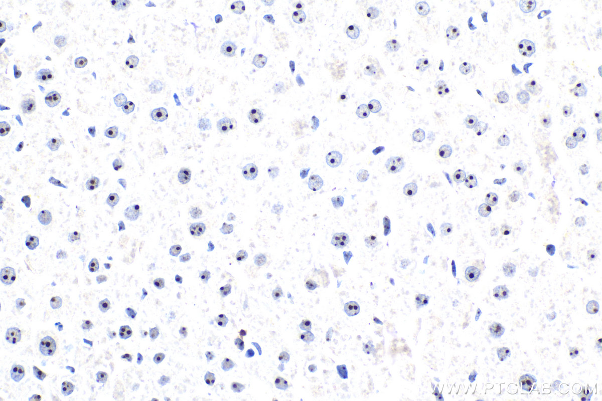 IHC staining of rat liver using 30227-1-AP