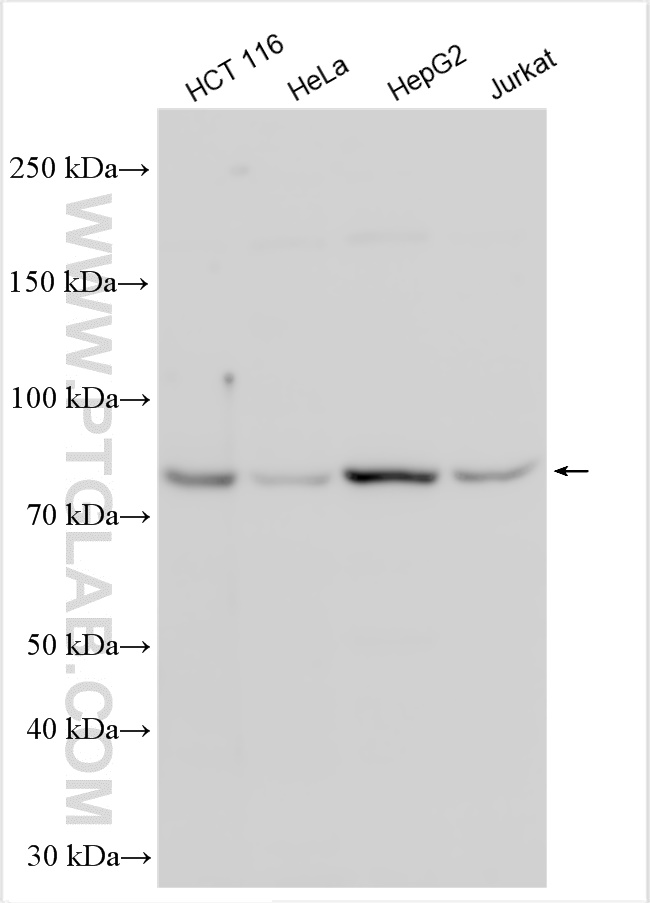 WB analysis using 30227-1-AP
