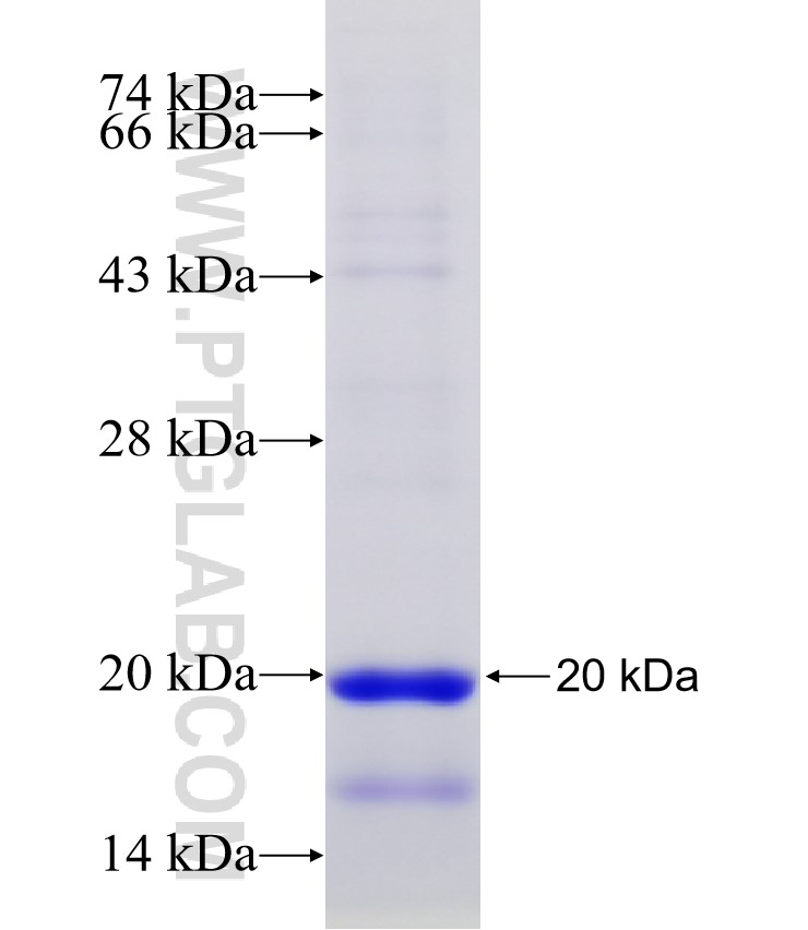 WDR43 fusion protein Ag30585 SDS-PAGE