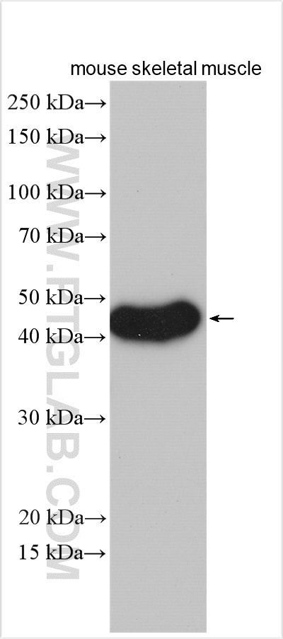 WB analysis of mouse skeletal muscle using 19194-1-AP